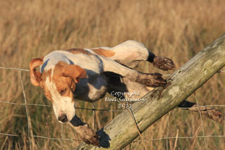 Coniston Hounds images by Betty Fold Gallery